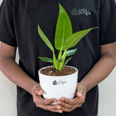 Philodendron Martianum, with 5.5 Inches White Decor Pot